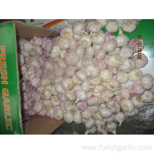 High Quality Normal Fresh Garlic